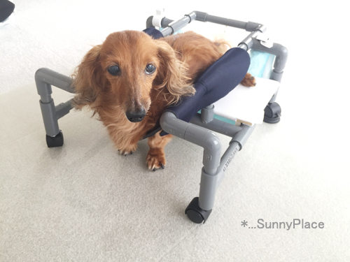 danyan様専用 犬用車椅子 歩行サポート 犬の歩行器 犬の車いす 小型 danyan様専用 犬用車椅子 歩行サポート 犬の歩行器 犬の車いす 小型