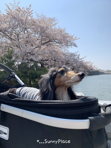 190416g.jpg