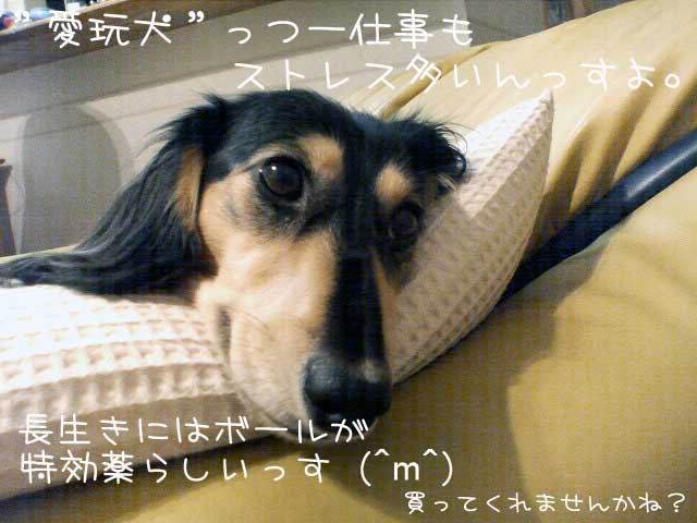 040906a.jpg