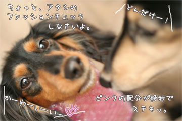 080126c.jpg