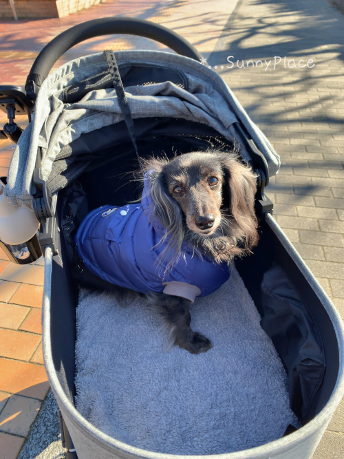 ペットカートAir Buggy for PET（DOG）のインナーカバー: *...Sunny Place